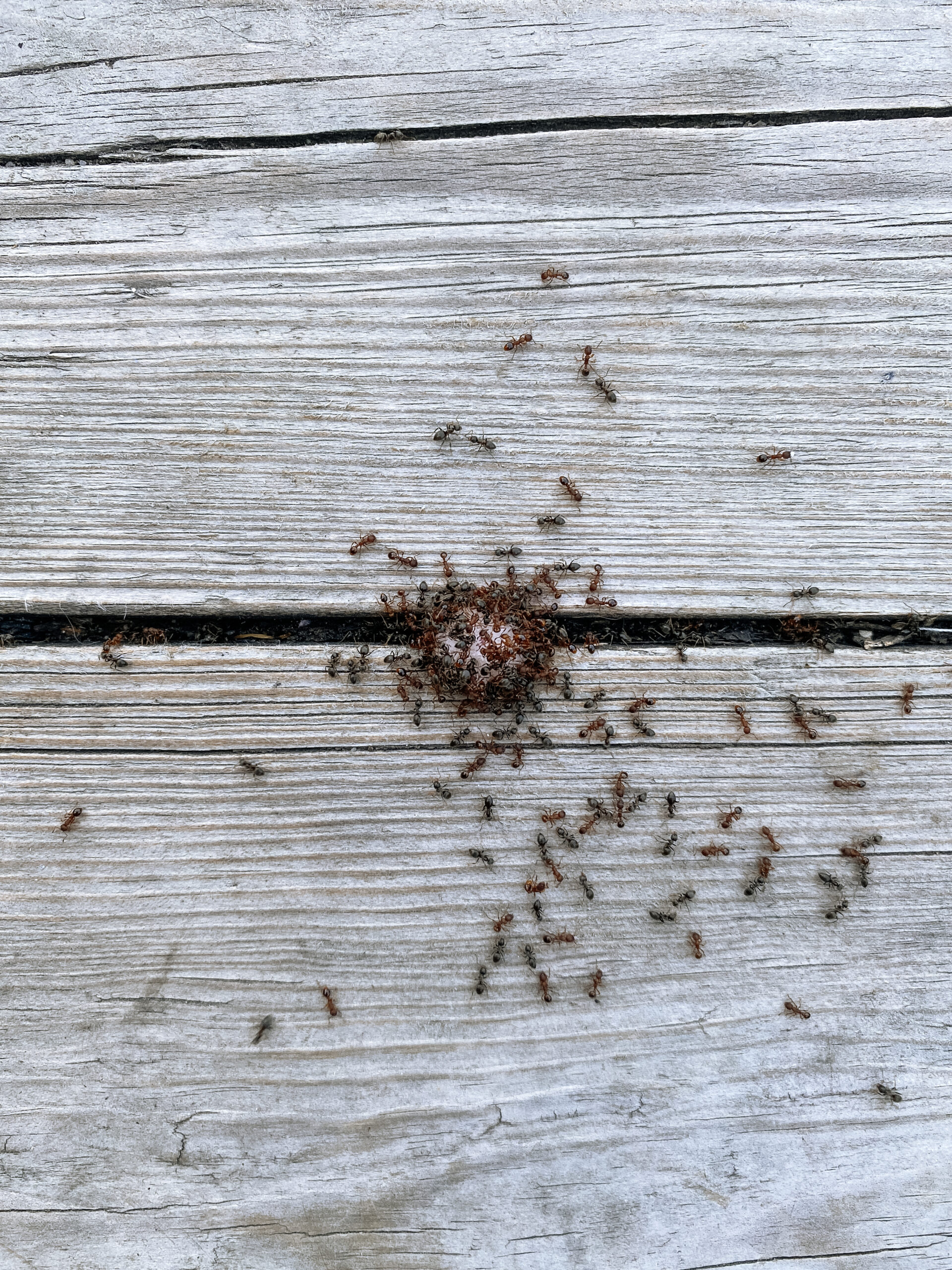 Why ants keep coming back