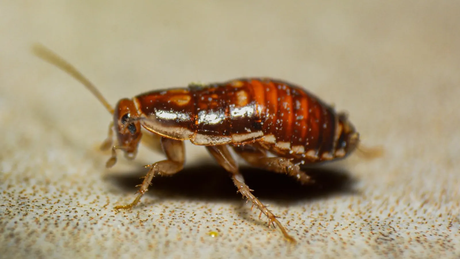 American Cockroach/ Water Bug