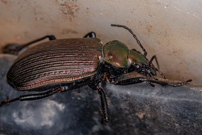 Safe and Effective Beetle Control Solutions