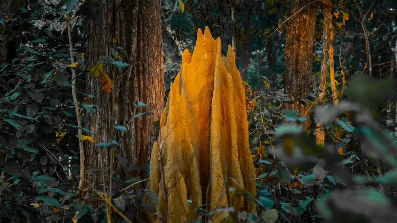 Can You Control Termites Yourself