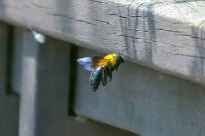Carpenter Bees