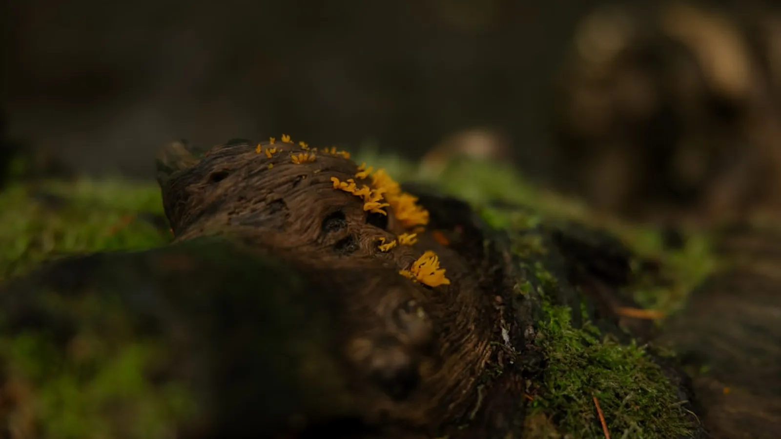 Effective Ways to Control Termites in Your Home