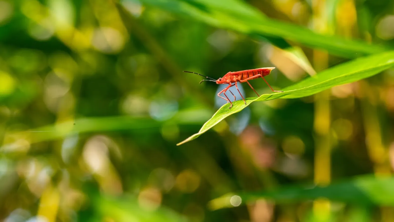 Safe and Effective Hornets Control Solutions