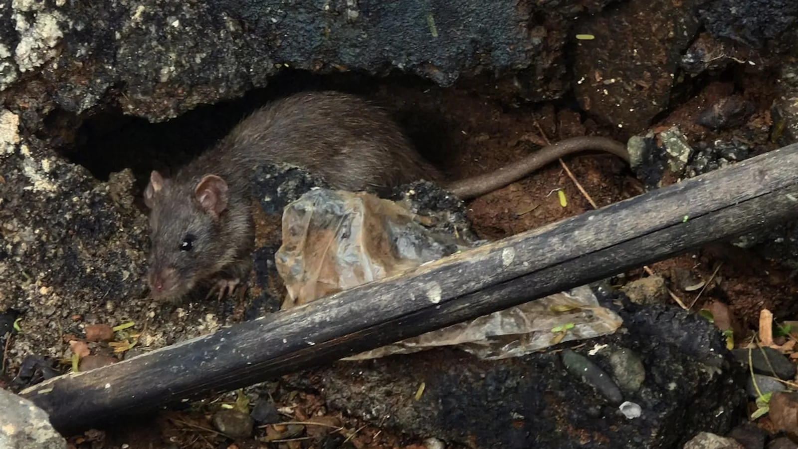 How to Control Rodents and Protect Your Property