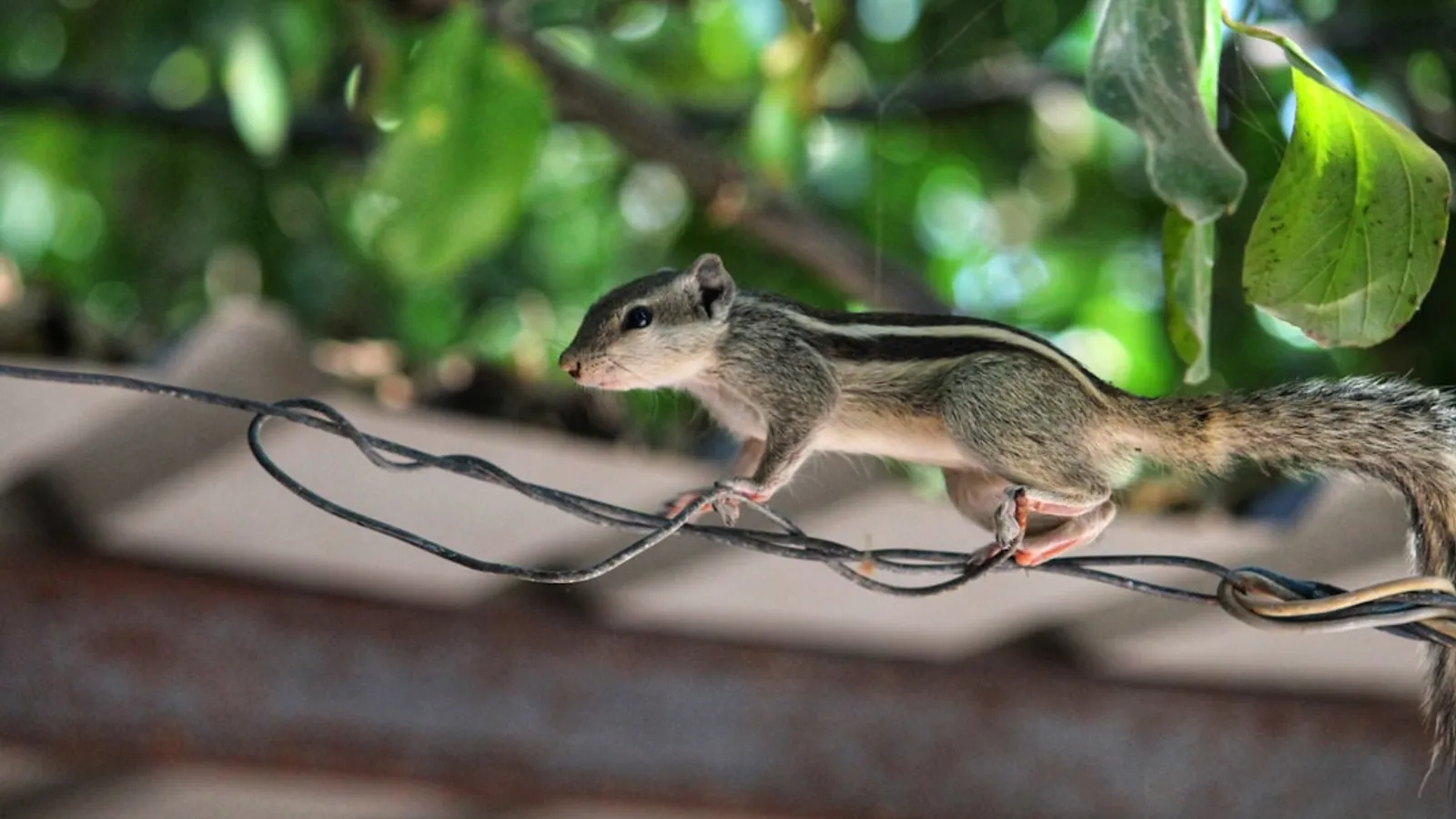 How to Get Rid of Rodents Asap