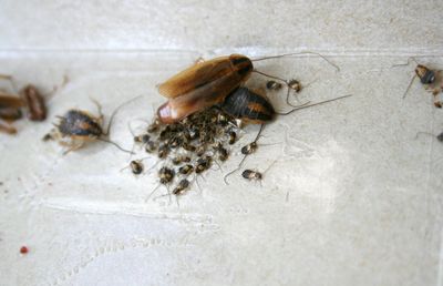 Cockroach Control Services