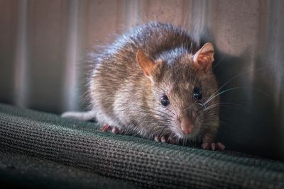 Effective Rodent Control Services
