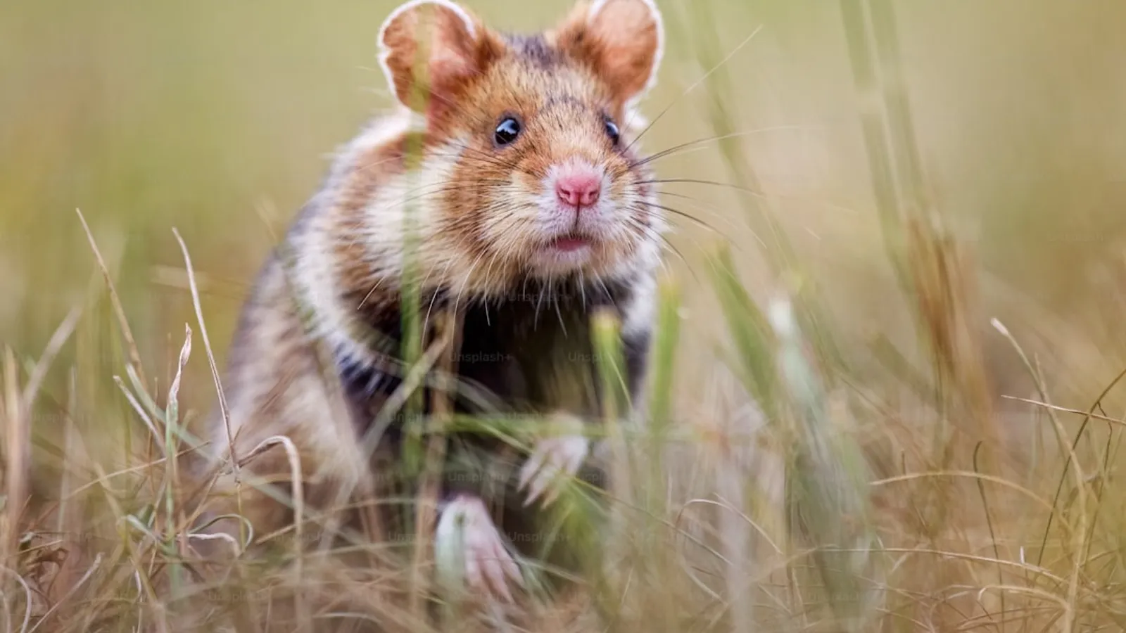 Signs of a Rodent Infestation You Shouldnt Ignore