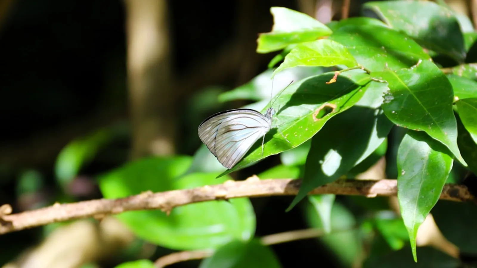 Effective Silver Fish Control Services