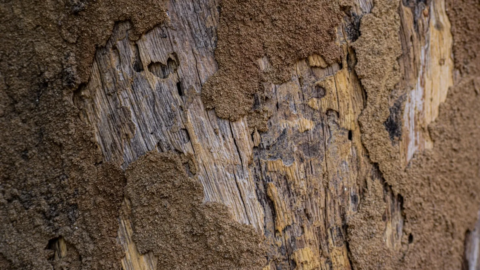 The Importance of Termite Control Protect Your Property