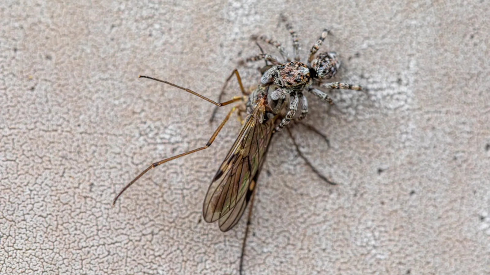 Top 10 Common Household Pests in Teaneck Nj