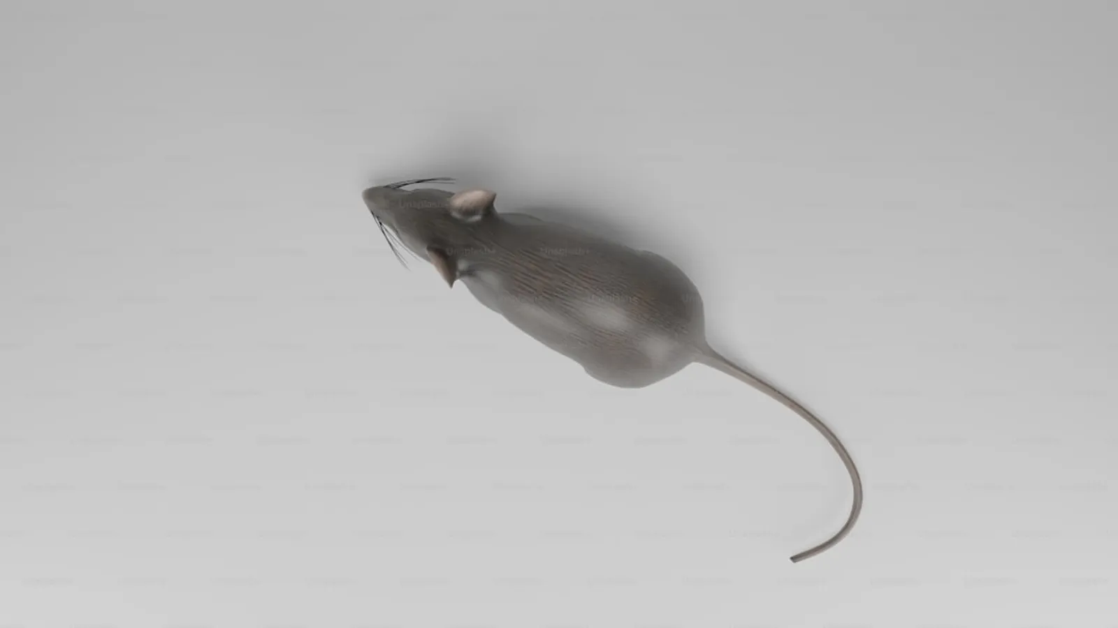 What Pest Control Professionals Actually Do for Mice